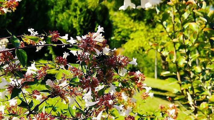 식물 동물 꽃 곤충 잎 날개 모션 자연 사람없음 새싹 마시기 흰색 닫기 먹기 관목 묘사 속도 보케 광택 꿀 스핑크스 느림 나방 벌새 블러효과 수유 MP4 해외동영상 클립영상 나무 컬러 이집트 생태계 동영상 블러 파일형식 효과