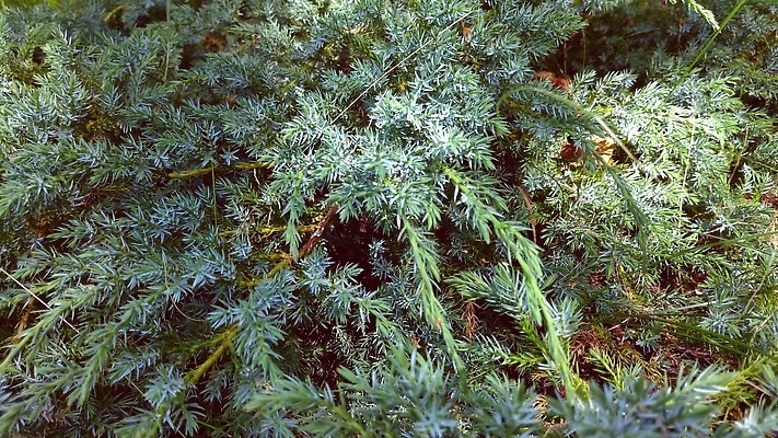 나무 식물 디자인 계절 공원 컬러 백그라운드 잎 패턴 자연 사람없음 야외 장식 초록색 환경 정원 봄 성장 나뭇가지 신선 숲 관목 원예 질감 상록수 침엽수 내추럴 향나무 가문비나무 4K MOV 해외동영상 클립영상 공공시설 무늬 취미 생태계 동영상 파일형식