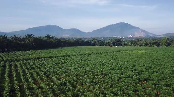 식물 계절 산업 문화 백그라운드 밭 농업 비즈니스 자연 하늘 감자 안테나 풍경 초원 사람없음 햇빛 농장 농경지 수확 시골 신선 정상 땅 유기농 장면 내추럴 항공촬영 드론 세련 4K MOV 해외동영상 클립영상 웰빙 뷰포인트 채소 통신 태양 생태계 동영상 파일형식