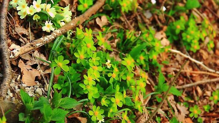 식물 꽃잎 꽃 컬러 백그라운드 잎 꽃무늬 농업 자연 사람없음 야외 초록색 여름 노란색 정원 보라색 봄 성장 벚꽃 흰색 신선 숲 제비꽃 유기농 원예 부드러움 내추럴 영원 프리뮬러 MOV 해외동영상 클립영상 웰빙 계절 산업 무늬 취미 감각 생태계 동영상 파일형식