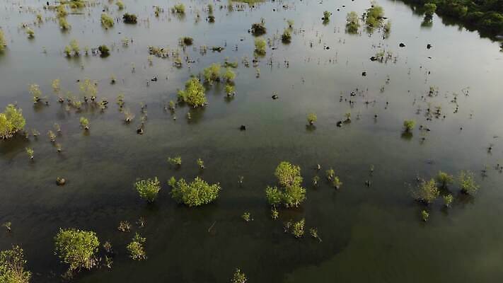 나무 식물 아시아 섬 여행 단풍 잎 밭 농업 자연 풍경 사람없음 야외 초록색 물 여름 환경 나뭇가지 습지 환경보전 열대기후 4K MOV 해외동영상 클립영상 자연요소 계절 나라 산업 컬러 사회이슈 생태계 동영상 파일형식