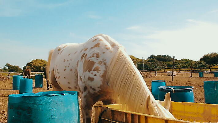 동물 응시 밭 농업 포유류 서기 사람없음 야외 농장 농경지 갈색 노란색 가축 목장 흰색 시골 황금 캔 볏짚 군중 먹이 방목 밀 먹기 비전 밀짚 넘어짐 방목장 시각장애인 이스라엘 MOV 해외동영상 클립영상 시선 산업 컬러 모션 곡류 사람 짚 축산업 장애인 동영상 서아시아 파일형식