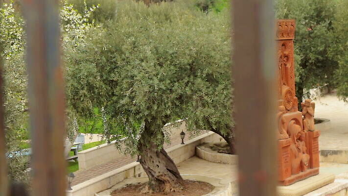 나무 식물 전통 외관 꽃 문화 여행 중동 자연 풍경 사람없음 정원 도시 영혼 역사 재산 땅 심볼 올리브 희생 랜드마크 신앙심 예루살렘 옛날 이스라엘 패닝샷 MOV 해외동영상 클립영상 열매 나라 촬영기법 금융 생태계 동영상 서아시아 파일형식