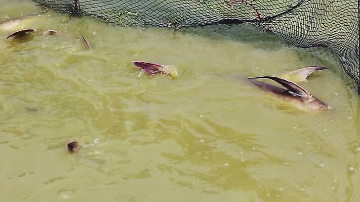 동물 호수 농업 태국 자연 낚시 어류 어업 사람없음 물 강 농장 환경 연못 그물 낚시꾼 올가미 거인 메콩강 민물 이국적 MOV 해외동영상 클립영상 자연요소 산업 아시아 레저 수중동물 생태계 동영상 파일형식