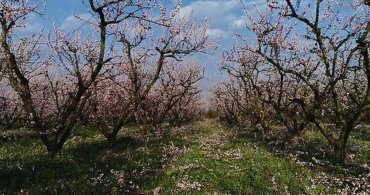 나무 식물 계절 꽃 분홍색 밭 농업 모션 자연 하늘 안테나 풍경 초원 사람없음 컬러풀 농장 환경 정원 맑음 놀람 봄 수확 성장 벚꽃 시골 개화 체리 시원함 과수원 땅 복숭아 내추럴 드론 밭일 줄서기 천도복숭아 파스텔톤 4K MP4 해외동영상 클립영상 감정 산업 컬러 과일 통신 날씨 표정 생태계 동영상 파일형식