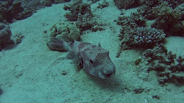 식물 야생동물 바다 자연 이집트 어류 사람없음 물 파란색 모래사장 환경 수중 수영 점 산호 산호초 지느러미 홍해 석호 동물상 소금물 MP4 해외동영상 클립영상 자연요소 동물 컬러 아프리카 조형물 수중동물 수상스포츠 수중식물 자포동물 생태계 동영상 파일형식