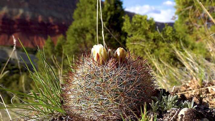 식물 꽃 컬러 꽃무늬 자연 선인장 사람없음 초록색 뷰티 환경 정원 사막 벚꽃 날카로움 내추럴 다육식물 4K MP4 해외동영상 클립영상 무늬 생태계 동영상 파일형식