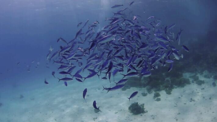 야생동물 바다 여행 자연 이집트 어류 사람없음 물 파란색 수중 수영 그룹 산호 산호초 암초 홍해 MP4 해외동영상 클립영상 자연요소 동물 컬러 아프리카 수중동물 수상스포츠 수중식물 자포동물 생태계 동영상 파일형식
