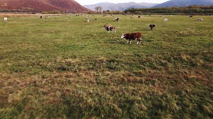 동물 밭 농업 포유류 자연 유제품 안테나 육류 풍경 초원 사람없음 야외 초록색 여름 농장 농경지 환경 맑음 검은색 가축 목장 소고기 우유 흰색 시골 그룹 소 군중 방목 땅 내추럴 송아지 밭일 조감도 찰과상 목가 4K MOV 해외동영상 클립영상 계절 산업 새끼 컬러 식재료 통신 날씨 사람 축산업 상처 생태계 동영상 파일형식