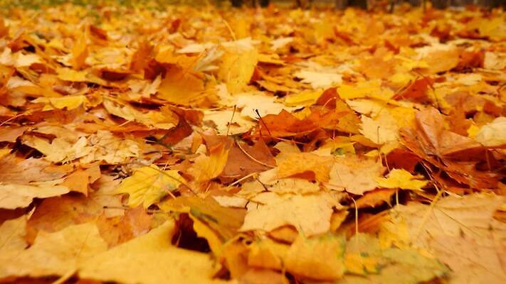 라이프스타일 디자인 계절 공원 백그라운드 이동 컨셉 잎 자연 날씨 휴가 따뜻함 건강 사람없음 야외 컬러풀 걷기 산책 젖음 슬픔 가을 팔레트 숲 바둑 단계 내추럴 뒤뜰 떠남 우울증 혼자 안락 접근 MOV 해외동영상 클립영상 식물 공공시설 감정 컬러 모션 놀이 휴식 생활 질병 생태계 동영상 파일형식
