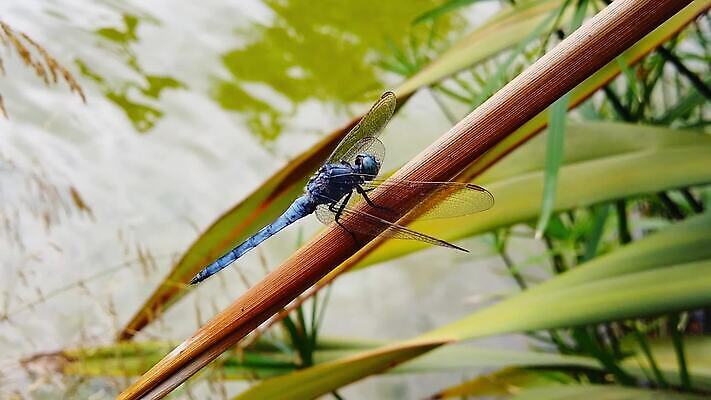 식물 동물 곤충 잎 날개 우산 모션 자연 건조 손바닥 앉기 사람없음 초록색 물 파란색 환경 나뭇가지 용 연못 칼날 닫기 잠자리 흔들림 보케 느림 블러효과 잔물결 파피루스 MP4 해외동영상 클립영상 자연요소 나무 손 물결 컬러 생태계 동영상 블러 파일형식 효과