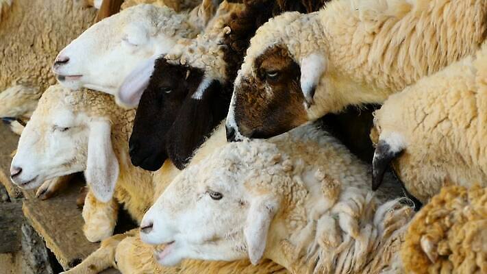 동물 응시 얼굴 백그라운드 밭 농업 포유류 자연 새로움 털 육류 초원 사람없음 야외 초록색 여름 농장 환경 봄 목장 흰색 시골 양 그룹 군중 호기심 양고기 내추럴 양모 기르기 램 방목장 밭일 양털 찰과상 MOV 해외동영상 클립영상 시선 계절 감정 산업 컬러 컨셉 식재료 사람 신체부위 직물 상처 생태계 동영상 돌봄 파일형식