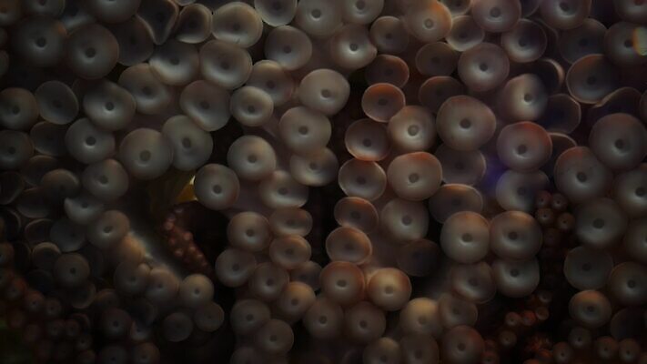 무기 바다 자연 바닥 연체동물 잉크 그림자 사람없음 바닷속 수중 어둠 황무지 닫기 8 큼 그늘 환경보전 오징어 생태계 질감 생물학 문어 촉수 거인 단아함 몬스터 앵무조개 오리지널 전설 최면 특별함 4K MP4 해외동영상 클립영상 교육 컨셉 모션 조개 무척추동물 숫자 수중동물 크기 사회이슈 동영상 파일형식