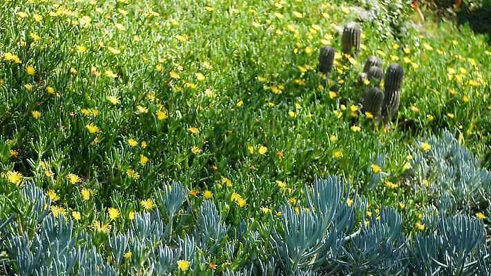 식물 꽃 화초 백그라운드 꽃무늬 사람없음 아웃포커스 장식 뷰티 정원 미국 사막 분위기 닫기 순수 에코 캘리포니아 화단 부드러움 상록수 내추럴 남아프리카 다육식물 블러 파스텔톤 카피스페이스 세련 4K 건조기후 MP4 해외동영상 클립영상 컬러 컨셉 북아메리카 무늬 모션 아프리카 촬영기법 환경 공백 감각 동영상 파일형식