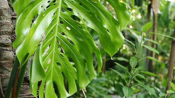 식물 공원 백그라운드 잎 꽃무늬 패턴 자연 추상 열대 그림자 사람없음 초록색 유행 정원 봄 줄무늬 나뭇가지 신선 소프트포커스 숲 열대우림 유기농 내추럴 생태학 이국적 4K MP4 해외동영상 클립영상 나무 웰빙 계절 공공시설 교육 꽃 컬러 무늬 촬영기법 생태계 동영상 파일형식