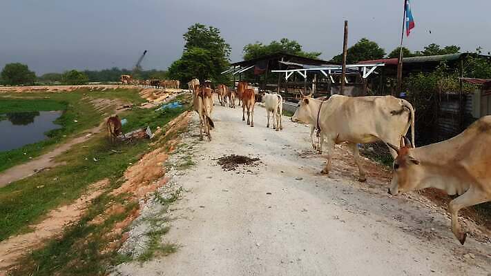 동물 도로 백그라운드 밭 농업 자연 건조 사람없음 야외 초록색 갈색 마을 환경 시골 신선 소 유기농 질감 냄새 흙더미 말레이시아 내추럴 거름 4K 페낭 MP4 해외동영상 클립영상 웰빙 산업 아시아 길 컬러 포유류 교통시설 흙 생태계 동영상 파일형식 더미