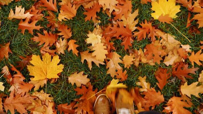계절 공원 남자 백그라운드 운동화 신발 단풍 잎 오렌지 모션 발 자연 날씨 부츠 사람없음 야외 노란색 걷기 산책 황금 닫기 떨어짐 숲 9월 11월 땅 단계 10월 내추럴 땅바닥 우울증 성인남자만 MOV 해외동영상 슬로모션 클립영상 식물 공공시설 컬러 컨셉 과일 휴식 바닥 촬영기법 사람 신체부위 날짜 질병 생태계 동영상 남자만 성인만 파일형식