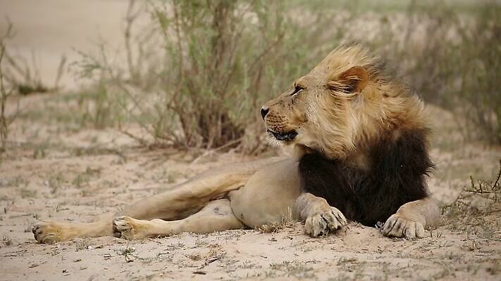동물 남자 야생동물 포유류 모션 아프리카 자연 바람 휴식 사람없음 야외 환경 고양이 황무지 보호 사자 큼 사파리 클립 육식동물 갈기 사냥꾼 사자자리 동영상 표범 내추럴 거짓말 남아프리카 동물상 생태학 칼라하리 HD MOV 해외동영상 클립영상 자연요소 직업 교육 나라 컨셉 날씨 사람 반려동물 조형물 별자리 사막 크기 생태계 파일형식