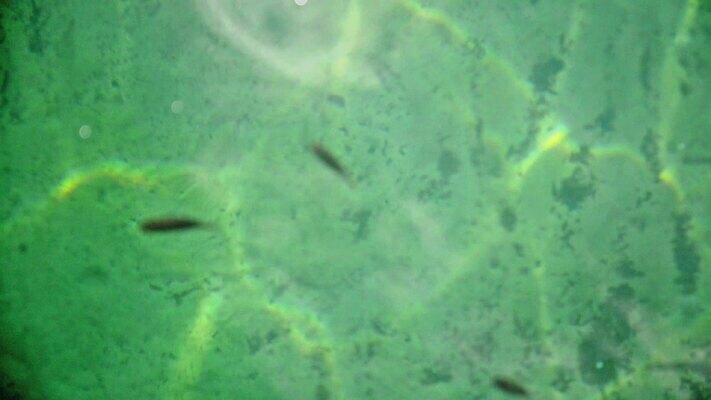 계절 물결 파도 바다 백그라운드 자연 휴가 휴식 수영장 건강 어류 사람없음 야외 물 파란색 빛 반사 환경 꿈 추위 신선 투명 액체 수면 시원함 생물학 웅덩이 애니메이션 열대기후 잔물결 터키석 완전 MOV 해외동영상 클립영상 자연요소 교육 컬러 컨셉 수중동물 보석 생태계 동영상 파일형식