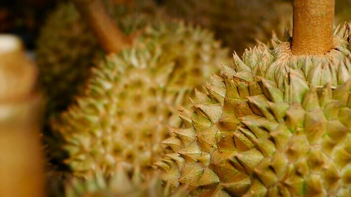 전통 계절 아시아 음식 백그라운드 농업 과일 태국 자연 디저트 거리 건강 씨앗 동양인 사람없음 야외 초록색 노란색 세일 쌓기 흰색 신선 가시 시장 달콤 맛 왕 크림 날것 냄새 지역 말레이시아 내추럴 가죽끈 고립 숙성 이국적 인기 채식주의자 맛있는 MOV 해외동영상 클립영상 식물 나라 산업 컬러 컨셉 모션 인종 끈 가죽 생태계 채식 동영상 파일형식