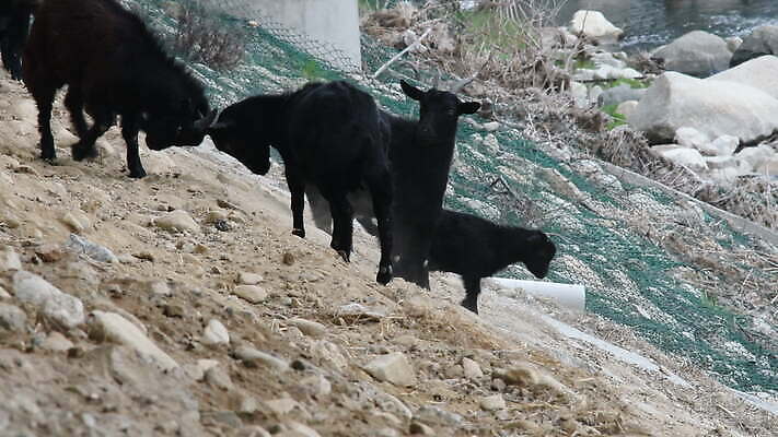동물 아시아 문화 모래 여행 밭 농업 포유류 자연 하늘 염소 치즈 산 건조 한국 뿔 동물원 풍경 사람없음 야외 여름 강 농장 검은색 경쟁 바위 흰색 시골 군중 방목 그리스 언덕 날카로움 내추럴 밭일 생태학 4K MOV 해외동영상 클립영상 계절 교육 유럽 나라 산업 컬러 컨셉 유제품 사람 돌_바위 축산업 생태계 동영상 파일형식