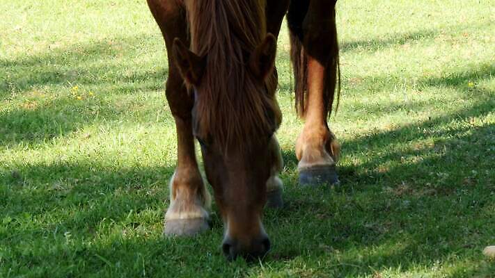 동물 밭 농업 포유류 자연 서기 사람없음 야외 초록색 농장 농경지 침묵 봄 목장 시골 승마 승차 방목 먹기 장면 갈기 내추럴 방목장 수유 유래 찰과상 4K 순혈 MP4 해외동영상 클립영상 계절 산업 스포츠 컬러 모션 소리 축산업 상처 생태계 동영상 파일형식