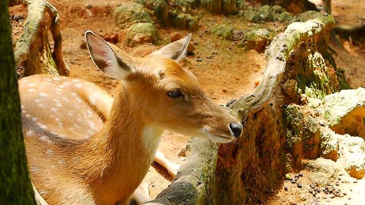 동물 공원 여자 남자 아시아 야생동물 밭 포유류 자연 초식동물 털 뿔 사람없음 야외 태양 봄 흰색 아기 점 황무지 숲 사파리 뿌리 서식지 내추럴 동물상 아기사슴 암사슴 전국 MOV 해외동영상 클립영상 자연요소 계절 공공시설 나라 새끼 컬러 농업 사슴 사람 조형물 암컷 생태계 동영상 파일형식