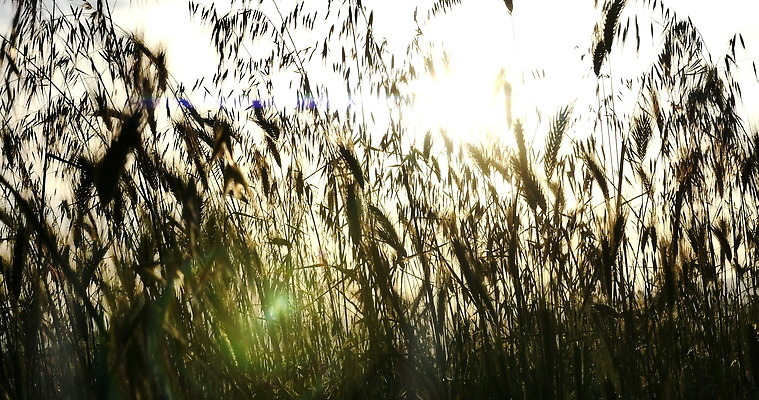 식물 백그라운드 밭 자연 씨앗 잔디 사람없음 초록색 파란색 빛 농작물 태양 농장 일출 정원 맑음 일몰 봄 시골 신선 낟알 밀 보리 밀짚 내추럴 4K MOV 해외동영상 클립영상 자연요소 계절 컬러 농업 날씨 곡류 노을 짚 생태계 동영상 파일형식