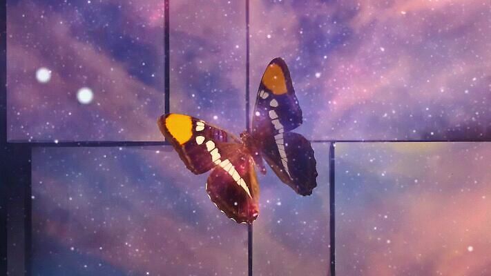 클립아트 나비 날개 손가락 천사 함께함 발렌타인데이 사람없음 장식 가로 노란색 고요 공백 꿈 자유 광선 최고 점 분위기 계획 악마 순수 생물학 빈티지배경 엽서 부드러움 신성 신화 공상 찢어짐 천국 반대 나쁜 결백 구식 그런지 단아함 무료 양피지 MOV 해외동영상 클립영상 손 교육 컬러 곤충 백그라운드 컨셉 모션 데이이벤트 빈티지 감각 편지 동영상 파일형식