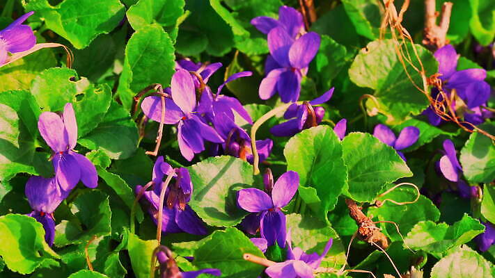 식물 계절 꽃잎 꽃 화초 백그라운드 꽃무늬 자연 날리기 바람 실내 초원 사람없음 야외 여름 컬러풀 보라색 봄 벚꽃 시골 신선 개화 닫기 제비꽃 내추럴 비올라 4K MOV 해외동영상 클립영상 자연요소 컬러 무늬 모션 날씨 내부 생태계 동영상 파일형식 찰현악기