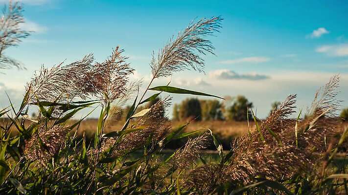 식물 계절 산업 줄기 컬러 백그라운드 잎 밭 농업 채소 과일 자연 건조 건강 옥수수 씨앗 사람없음 초록색 농작물 농장 농경지 노란색 환경 정원 수확 성장 시골 신선 황금 낟알 묘사 유기농 날것 장면 내추럴 고립 밭일 숙성 4K MOV 해외동영상 클립영상 웰빙 곡류 생태계 동영상 파일형식
