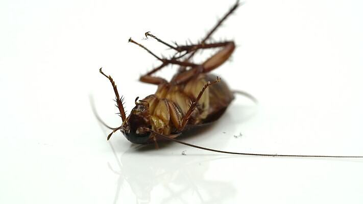 동물 컬러 곤충 백그라운드 신체 날개 자연 생물 안테나 건강 사람없음 갈색 머리 쌓기 주방 검은색 흰색 죽음 도시 벌레 오브젝트 분무기 리빙 기어가기 알레르기 거짓말 고립 위생관리 제어 천식 못생김 오싹 MOV 해외동영상 클립영상 통신 모션 관리 신체부위 질병 생태계 동영상 파일형식