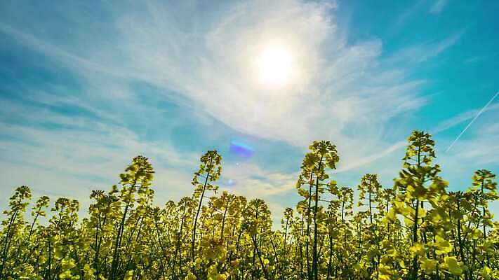 식물 구름 계절 꽃 산업 도로 밭 농업 자연 하늘 스웨덴 씨앗 풍경 잔디 초원 사람없음 초록색 여름 파란색 농작물 햇빛 태양 농장 노란색 환경 맑음 봄 에너지 시골 기름 땅 유채 장면 카놀라 평야 수평선 4K 타임랩스 MP4 해외동영상 클립영상 자연요소 길 음식 컬러 교통시설 날씨 촬영기법 북유럽 생태계 동영상 파일형식