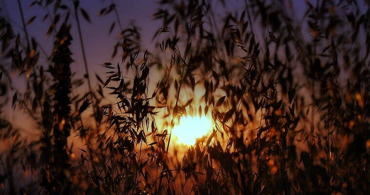 식물 디자인 계절 꽃 실루엣 컬러 백그라운드 잎 꽃무늬 패턴 밭 농업 자연 벽지 추상 미술 사람없음 야외 빛 햇빛 태양 노란색 일출 맑음 일몰 봄 황금 밀 묘사 질감 복고 보케 내추럴 블러 4K MOV 해외동영상 클립영상 자연요소 산업 무늬 날씨 문화예술 곡류 촬영기법 노을 생태계 동영상 파일형식