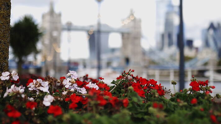 주간 나무 구름 꽃 유럽 상징 여행 건축양식 자연 하늘 아침 영국 잉글랜드 파노라마 풍경 사람없음 건물 물 빛 강 도시풍경 햇빛 고층빌딩 도시 역사 심볼 런던 스카이라인 천연기념물 랜드마크 수도권 왕국 템스강 4K MOV 해외동영상 클립영상 자연요소 식물 건축물 건축 나라 촬영기법 빌딩 태양 생태계 지역 동영상 파일형식