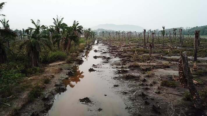 나무 식물 길 백그라운드 잎 농업 자연 하늘 건조 따뜻함 매달리기 손바닥 그림자 사람없음 야외 농작물 농장 환경 고통 흰색 죽음 신선 가뭄 내추럴 고립 방법 썩음 탈수 4K MOV 해외동영상 클립영상 손 감정 산업 컬러 모션 날씨 생태계 동영상 파일형식