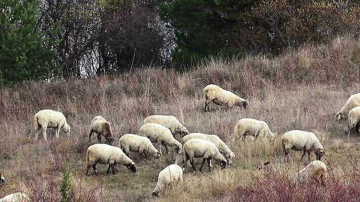 동물 농업 포유류 초식동물 산 털 초원 사람없음 농장 가축 시골 양 소 방목 언덕 양고기 양모 밭일 찰과상 4K MP4 해외동영상 클립영상 산업 육류 직물 축산업 상처 동영상 파일형식