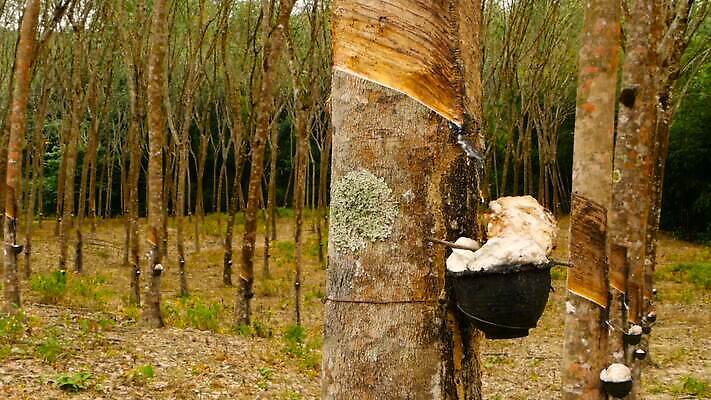 나무 식물 산업 아시아 문화 여행 백그라운드 잎 농업 태국 자연 사람없음 야외 목재 초록색 농장 우유 수확 흰색 신선 막대기 사발 떨어짐 냄비 숲 수집 날것 타이어 고무 잡동사니 내추럴 라텍스 줄서기 공급 MOV 해외동영상 클립영상 나라 컬러 컨셉 재료 모션 유제품 사기그릇 솥 생태계 동영상 파일형식