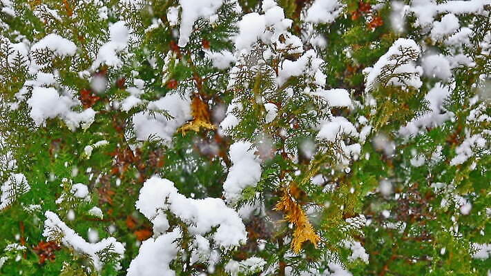 나무 식물 외관 계절 공원 컬러 백그라운드 크리스마스 겨울 자연 날씨 새로움 풍경 사람없음 야외 빛 환경 냉동 얼음 폭포 추위 수확 가을 흰색 나뭇가지 숲 낟알 필름 복고 서리 눈보라 내추럴 폭설 눈내림 MOV 해외동영상 슬로모션 클립영상 자연요소 공공시설 기념일 컨셉 농업 눈_날씨 촬영기법 자연재해 생태계 동영상 파일형식