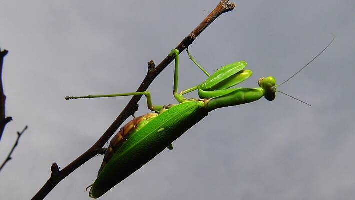 동물 1 유럽 야생동물 곤충 백그라운드 절지류 자연 무척추동물 안테나 사람없음 초록색 기도 벌레 생물학 육식동물 사냥꾼 내추럴 동물상 포식 4K MP4 해외동영상 클립영상 직업 교육 나라 컬러 통신 조형물 생태계 동영상 파일형식