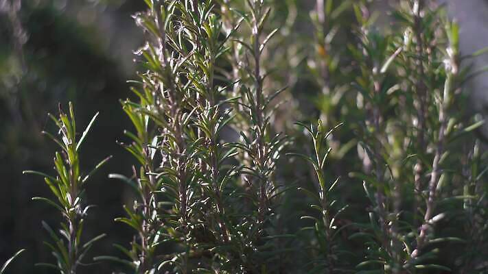 식물 백그라운드 잎 재료 자연 건조 건강 요리 사람없음 장식 초록색 물 장미 정원 신선 양념 조미료 맛 다발 허브 유기농 회전 날것 아로마 향 아로마테라피 바질 로즈메리 동영상 내추럴 백리향 4K HD MP4 해외동영상 클립영상 자연요소 웰빙 꽃 컬러 컨셉 생태계 테라피 향미료 파일형식
