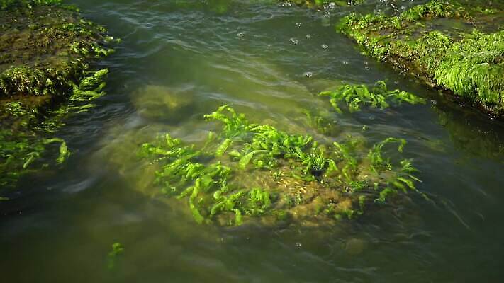 식물 모래 파도 여행 백그라운드 자연 휴가 사람없음 초록색 침묵 해조류 광합성 산화 4K MP4 해외동영상 클립영상 바다 컬러 소리 해양식물 생태계 동영상 파일형식