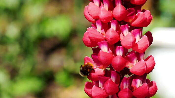 식물 동물 꽃 곤충 백그라운드 꽃무늬 자연 사람없음 초록색 뷰티 보라색 봄 벚꽃 개화 수분 제비꽃 꽃가루 꿀 내추럴 호박벌 MOV 해외동영상 클립영상 계절 컬러 무늬 벌_곤충 가루 생태계 동영상 파일형식