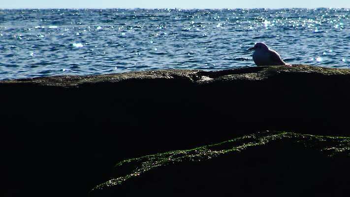 동물 야생동물 바다 자연 무척추동물 사람없음 물 환경 바닷속 수중 지중해 생태계 생물학 수족관 동물상 생태학 소금물 우크라이나 4K 저서생물 MP4 해외동영상 클립영상 자연요소 교육 유럽 생물 조형물 동영상 파일형식