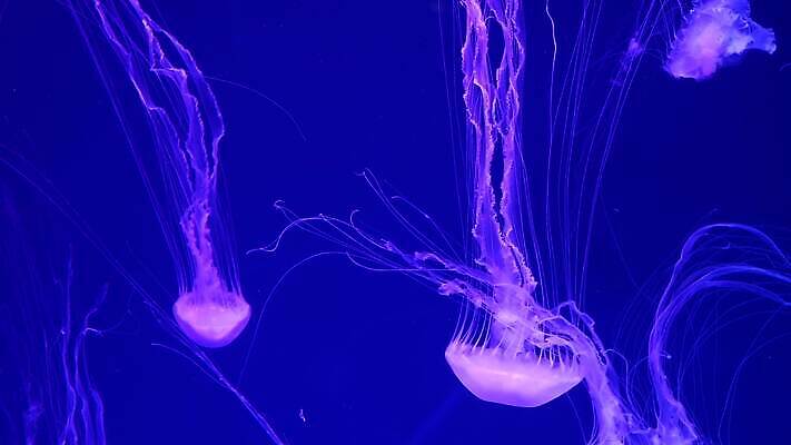 동물 바다 컬러 백그라운드 패턴 자연 추상 어류 미술 사람없음 물 빛 컬러풀 평화 수중 어둠 거품 투명 신비 꼬리 역동적 탱크 네온 수족관 젤리 마법 촉수 형광등 해파리 빛망울 고립 광 자외선 최면 카피스페이스 4K MP4 해외동영상 클립영상 자연요소 컨셉 무늬 문화예술 디저트 전등 수중동물 공백 자포동물 생태계 동영상 파일형식