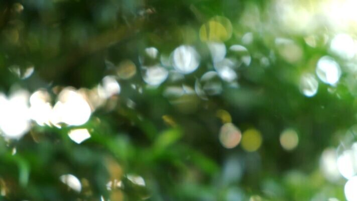 나무 식물 계절 실루엣 지구 백그라운드 잎 모션 자연 아침 추상 사람없음 아웃포커스 초록색 여름 빛 햇빛 태양 평화 환경 정원 침묵 봄 산책 흰색 신선 소프트포커스 숲 그늘 유기농 질감 상록수 내추럴 생태학 효과 MP4 해외동영상 클립영상 주간 자연요소 웰빙 교육 컬러 컨셉 무늬 휴식 촬영기법 소리 생태계 동영상 파일형식