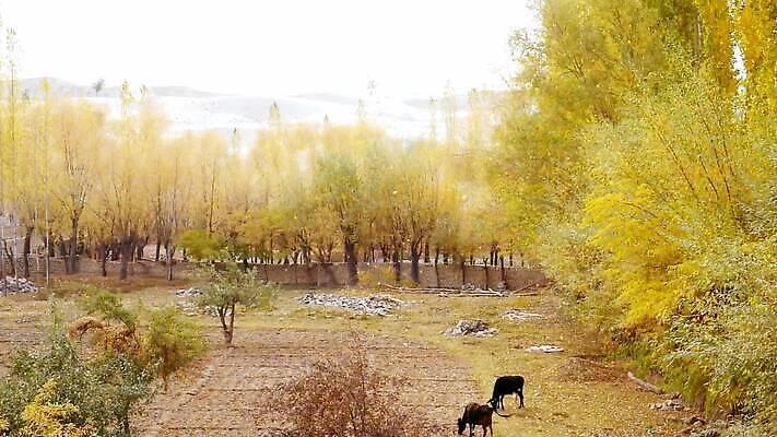 나무 동물 야생동물 여행 백그라운드 이동 잎 밭 농업 모션 자연 휴식 사람없음 야외 초록색 노란색 평화 환경 침묵 고요 사막 시골 소 황금 고독 떨어짐 숲 방목 내추럴 미루나무 파키스탄 MP4 해외동영상 클립영상 식물 감정 산업 아시아 컬러 컨셉 포유류 소리 축산업 생태계 동영상 파일형식