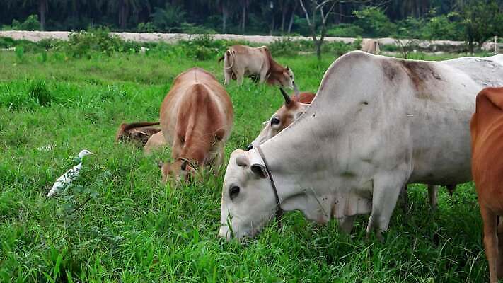 동물 백그라운드 밭 농업 포유류 자연 하늘 사람없음 초록색 농장 농경지 머리 마을 환경 맑음 가축 소고기 우유 시골 소 군중 먹이 방목 허브 젖 동물상 밭일 찰과상 4K MP4 해외동영상 클립영상 식물 산업 컬러 날씨 유제품 육류 사람 신체부위 조형물 축산업 상처 생태계 동영상 파일형식