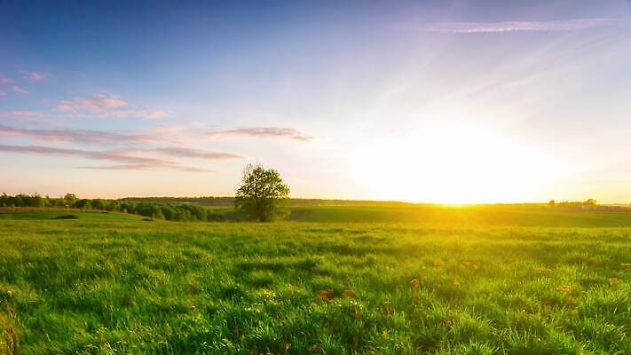 나무 식물 계절 컬러 밭 모션 자연 날씨 잔디 사람없음 야외 초록색 파란색 빛 농작물 햇빛 태양 노란색 황혼 일몰 봄 새벽 활발 시골 시간 땅 밀 조경 넘어짐 웅장함 수평선 4K 타임랩스 MP4 해외동영상 클립영상 자연요소 컨셉 농업 곡류 촬영기법 노을 생태계 동영상 파일형식