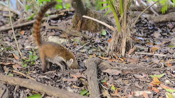 나무 동물 얼굴 야생동물 어린이 포유류 자연 털 동물원 사람없음 야외 갈색 환경 검은색 미국 군중 숲 열대우림 모피 코 꼬리 육식동물 새장 주둥이 남쪽 노려봄 돌봄 코스타리카 동정 자선단체 MP4 해외동영상 클립영상 식물 컬러 북아메리카 모션 표정 사람 신체부위 그룹 중앙아메리카 방향 생태계 동영상 자선 케이지 파일형식